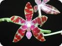 Phal. bastianii